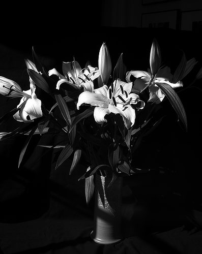 lillies (17)