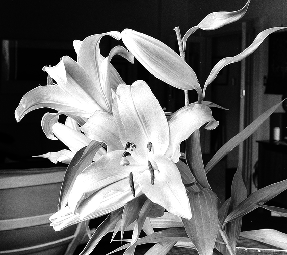 lillies (24)