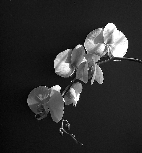 orchids (4)