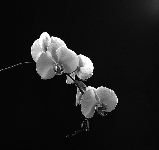 orchids (5)