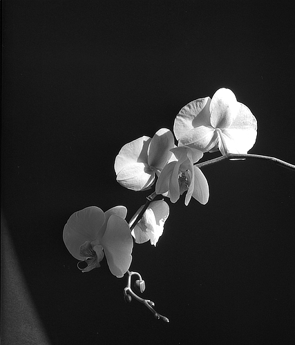 orchids (7)